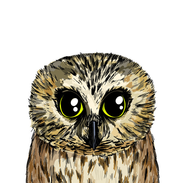 可爱的猫头鹰肖像全彩素描手绘图片下载