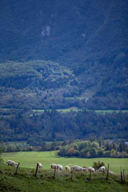 美丽的一天在欧洲阿尔卑斯与家养山羊在围栏上的牧场-家畜照片图片下载