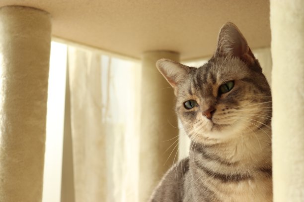 一只在阳光下有可爱气氛的猫。图片下载