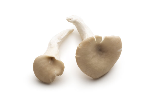 牡蛎蘑菇图片下载