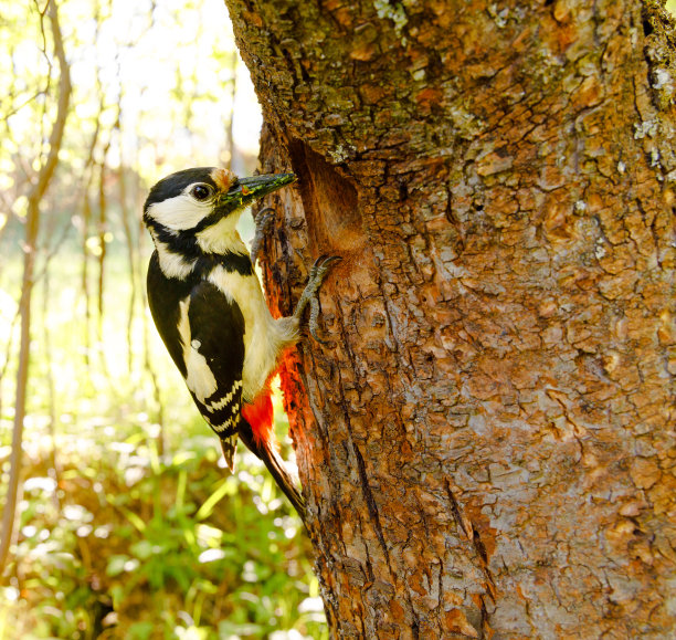 啄木鸟特写肖像图片下载