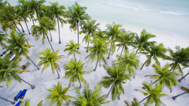 鸟瞰图白色的沙滩，蓝绿色的海水和椰子树。图片下载