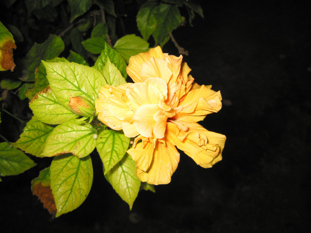 可爱的淡黄芙蓉花图片下载