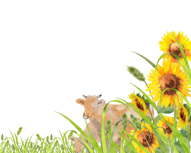 向日葵和牛素材图片