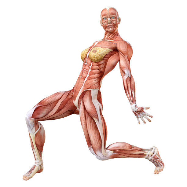 3D插图女性数字与肌肉地图上的白色图片下载