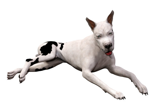 3D插图大丹狗在白色图片下载