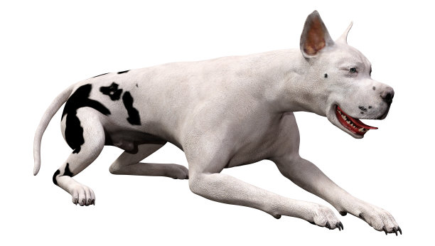 3D插图大丹狗在白色图片下载