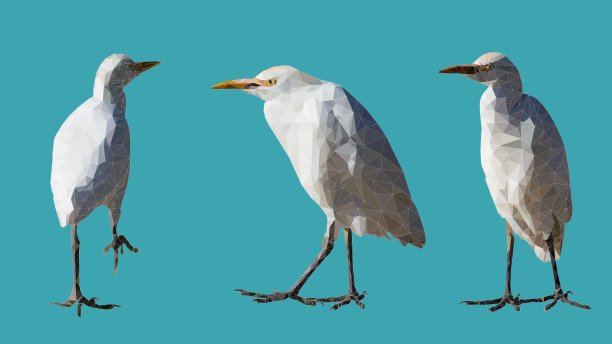 脾气暴躁的鸟图片下载