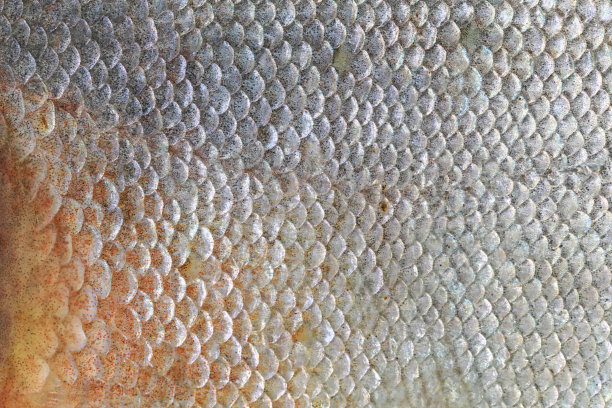 帕库鱼的纹理背景。图片下载