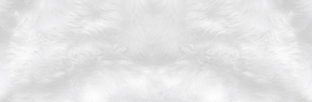 宽动物白色羊毛羊背景在顶视图光线自然。灰色蓬松无缝棉全景纹理。起皱羔皮大衣皮，地毯席的原料，羊毛织物概念图片下载