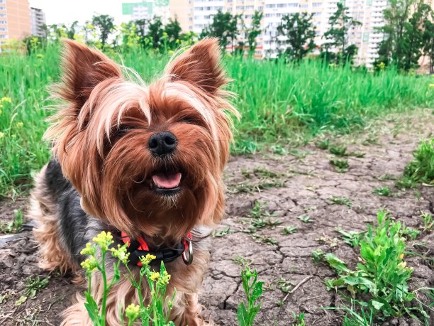 可爱的约克郡犬图片下载