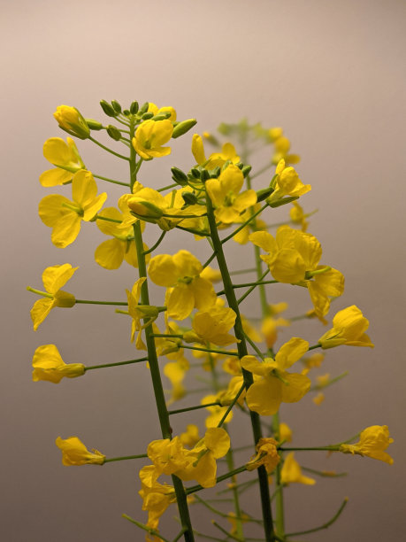 观赏卷心菜的黄色小花图片下载