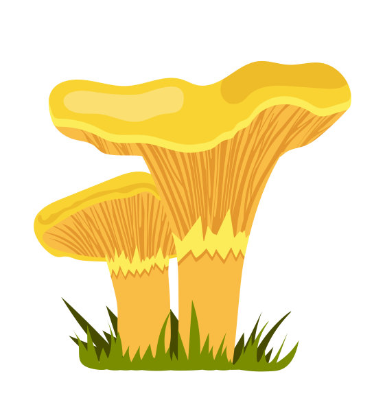 鸡油菌平面矢量插图素材图片