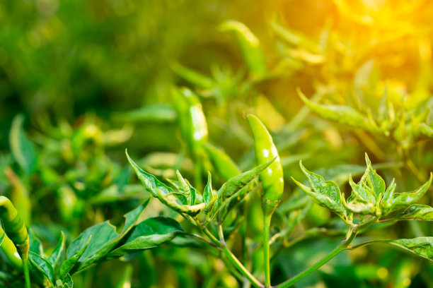 辣椒园概念，有机辣椒蔬菜种植在农村农场，红绿水果辣椒茎有烹饪和市场销售图片下载