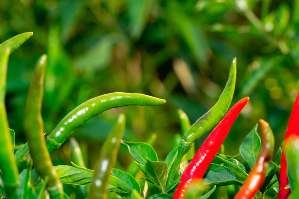 辣椒园概念，有机辣椒蔬菜种植在农村农场，红绿水果辣椒茎有烹饪和市场销售图片下载