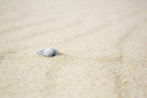 沙滩上干燥的钙化海贝图片下载