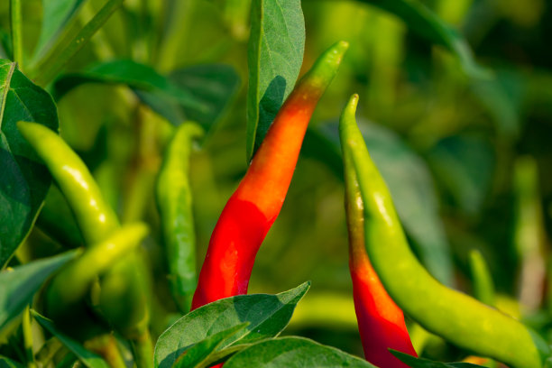 在花园里的树上有辣椒果实图片下载