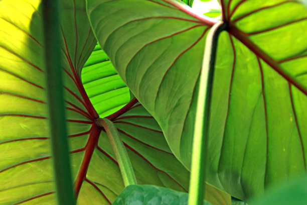 竹类植物的茎和叶图片下载