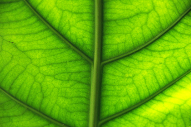 天然叶脉设计图片下载