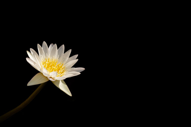 黑色背景上的白色睡莲。图片下载