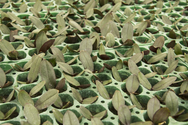 出售的兰花幼苗是商业种植。图片下载