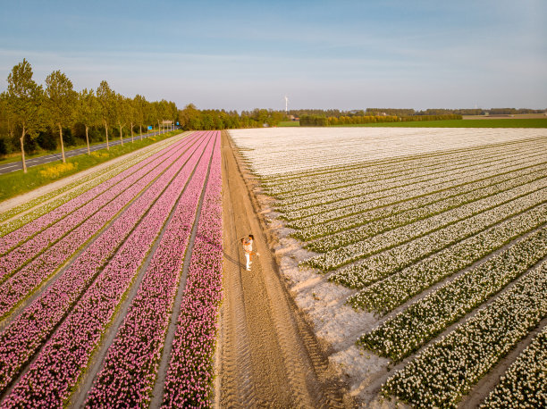荷兰的郁金香田，一群男人和一群女人在春天的花田里图片下载