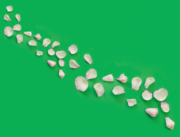 娇嫩的粉红色玫瑰花瓣在绿色的纸背景上。图片下载