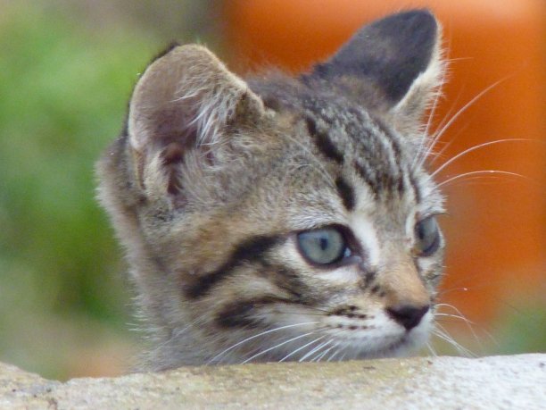 小猫玩图片下载