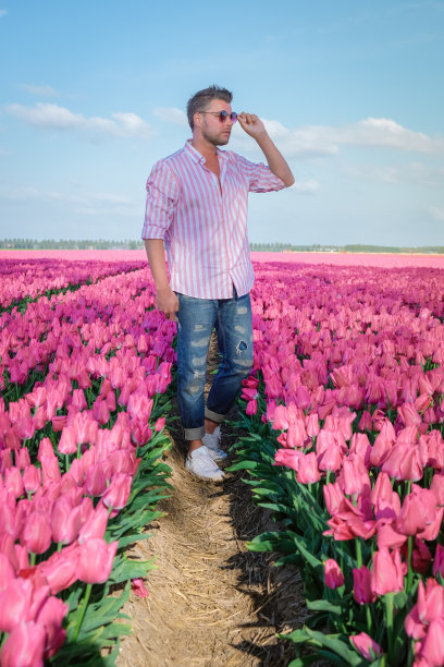 荷兰noordoost圩田中，日落黄昏的弗莱弗兰，五颜六色的郁金香线条图片下载