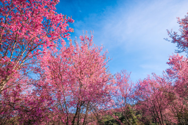 野生喜玛拉雅樱桃图片下载