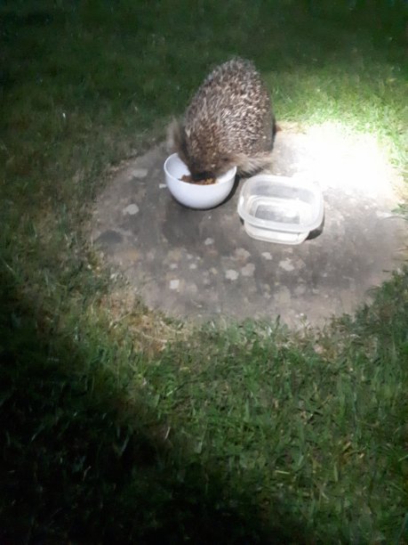 喂养刺猬图片下载