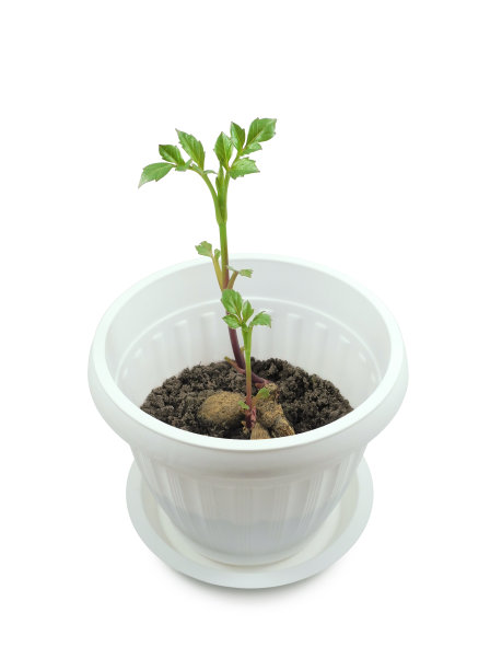 大丽花块茎在盆栽土壤中的发芽研究图片下载