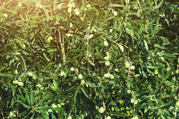 绿色的橄榄树。生长在树上的天然橄榄。意大利南部农业图片下载