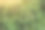绿色的橄榄树。生长在树上的天然橄榄。意大利南部农业图片下载