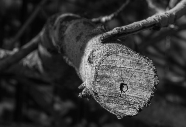 锯断树枝图片下载