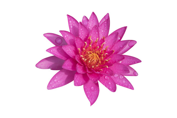 充满活力的粉红色荷花与水滴孤立在白色背景孤立与修剪路径。特写的一朵花在自然界的设计。图片下载