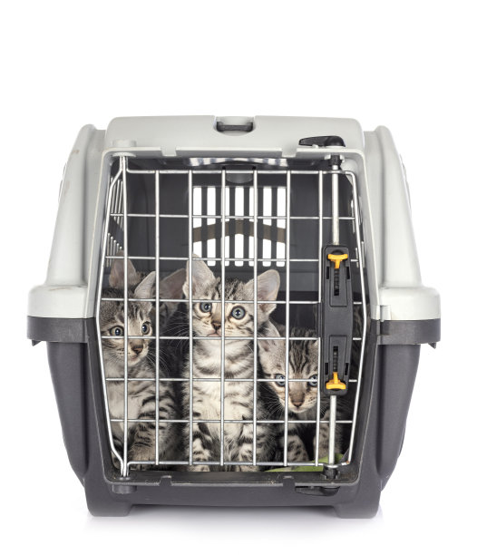 孟加拉猫图片下载