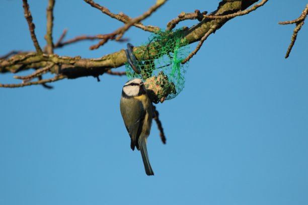 蓝山雀在一个肥球上图片下载