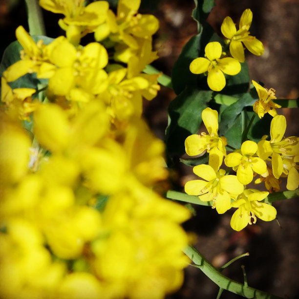 晚春的动植物图片下载