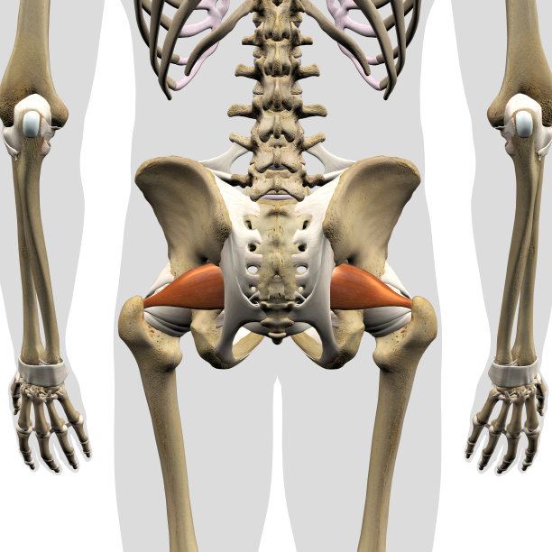 男性梨状肌在骨骼后视图孤立图片下载