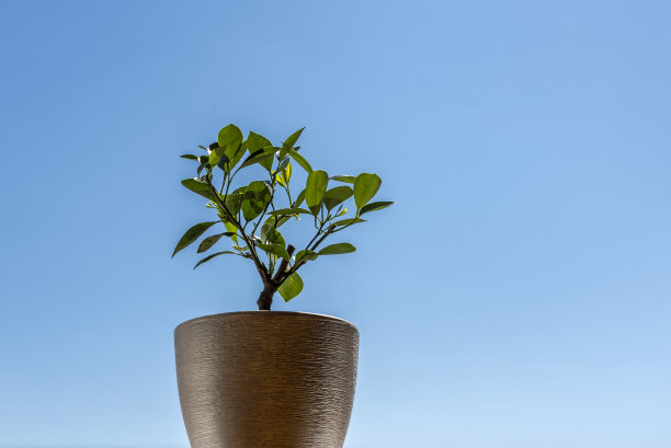 橘子树在窗台上的一个罐子里。图片下载