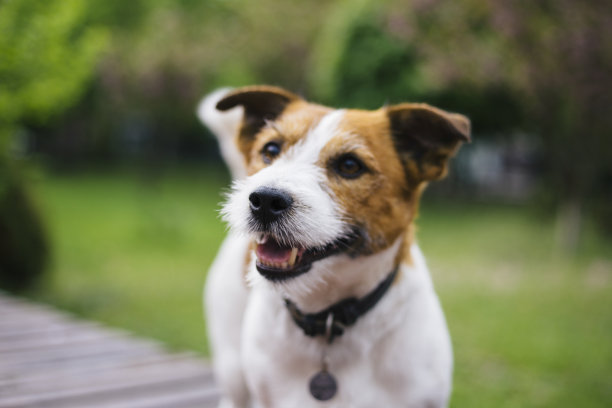 杰克罗素梗在公园散步。图片下载
