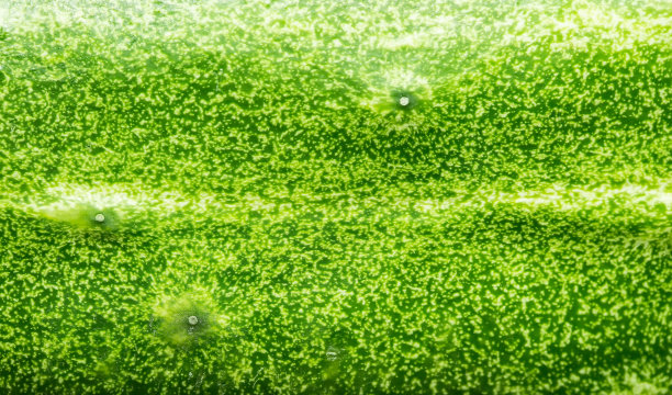 黄瓜的质地图片下载