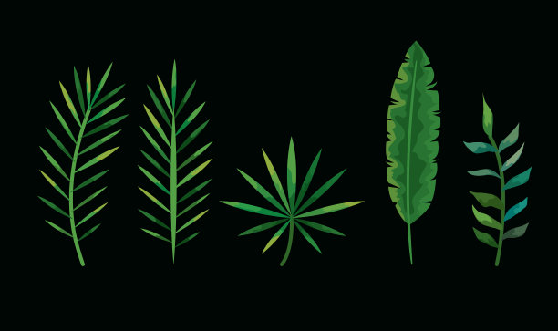 热带树叶自然风光素材图片下载