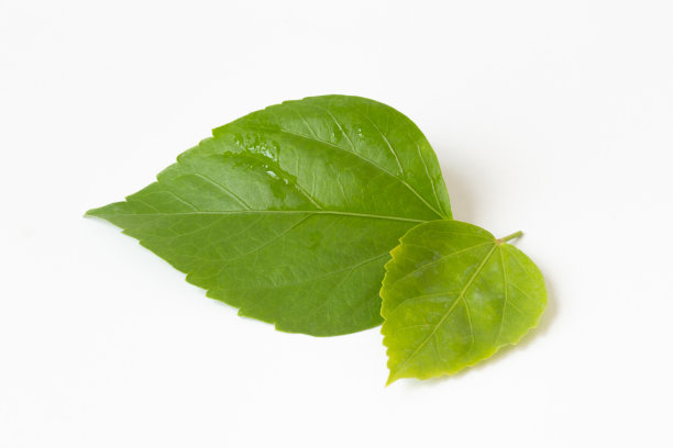 木槿的叶子孤立在白色背景上。收集。全景深。图片下载