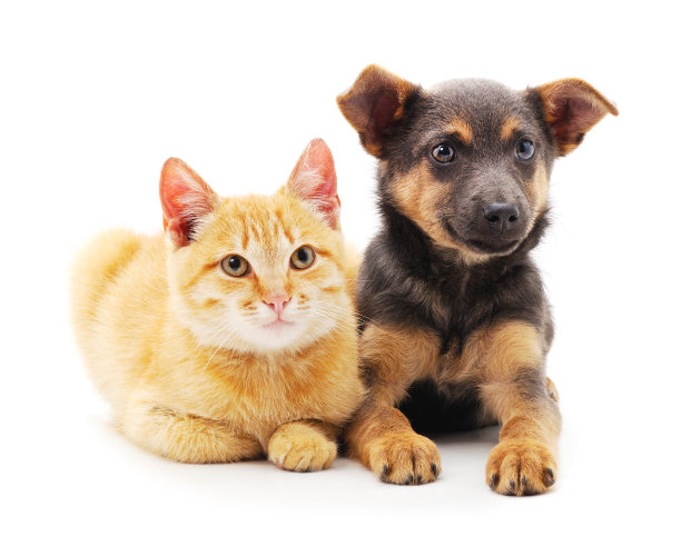 一只红狗和一只小猫。图片下载