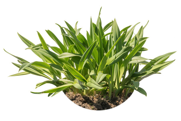 橙色黄花菜(萱草)的叶子与泥土隔离在白色的背景上，可能装在花盆里图片下载