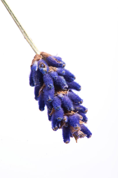 孤立在白色上的薰衣草花图片下载