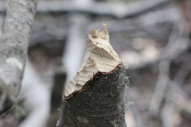 海狸咬过的树桩，阿根廷巴塔哥尼亚图片下载