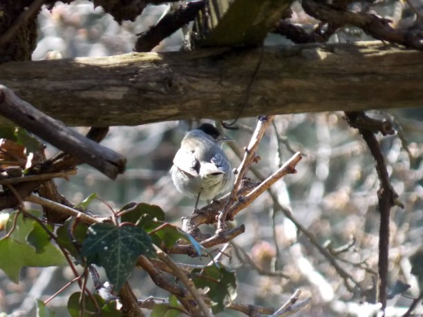 一只鸟在树枝上图片下载